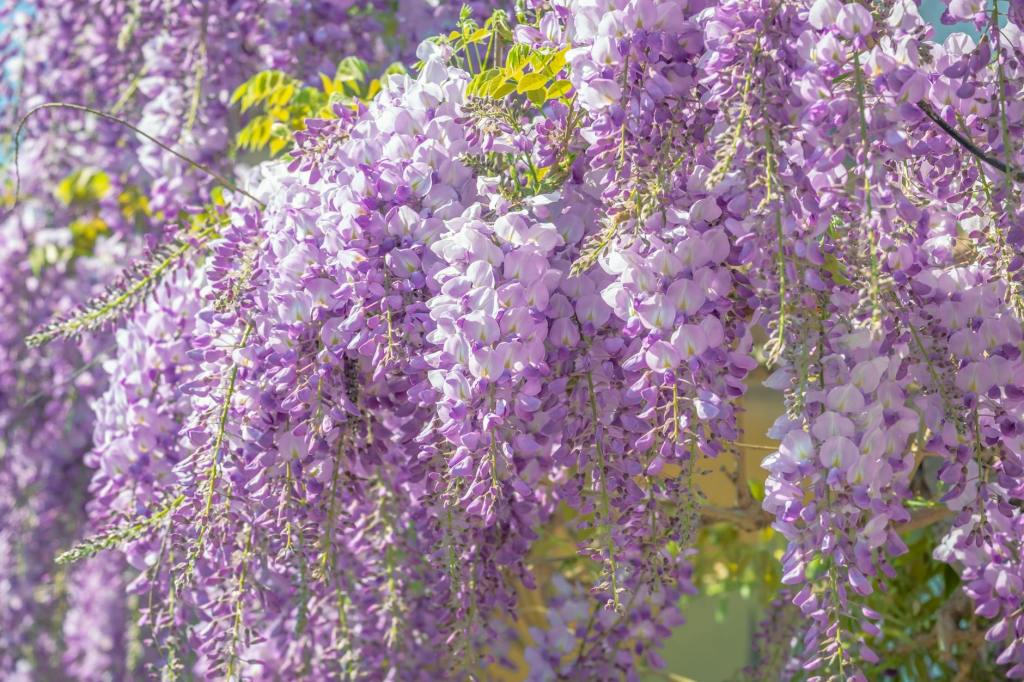 Wisteria